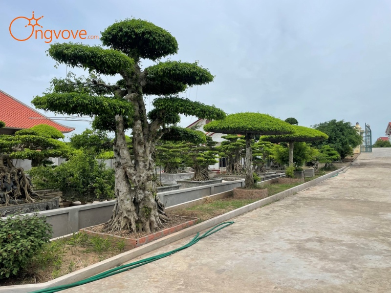 Lịch Sử Làng Vườn Bách Thuận Thái Bình: Dấu Ấn Thời Gian Trên Đất Nghề