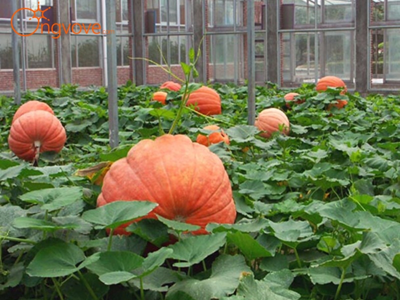 Các Dịch Vụ Lưu Trú Gần Vườn Bí Ngô Khổng Lồ Đà Lạt