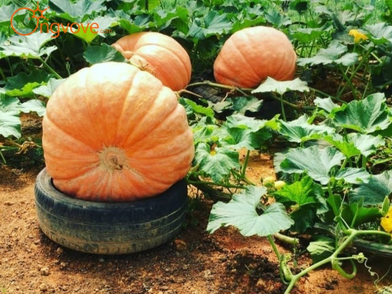 Mê Mải Khám Phá Từng Góc Thú Vị Tại Vườn Bí Ngô Khổng Lồ Đà Lạt