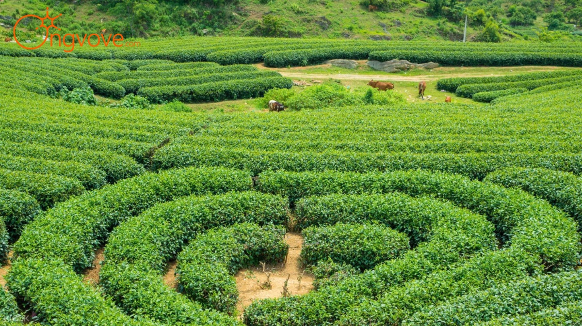 Đồi chè Trái Tim Sơn La