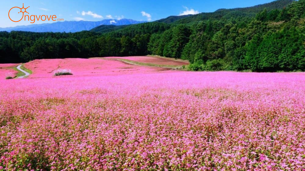 Vườn hoa tam giác mạch Lạng Sơn