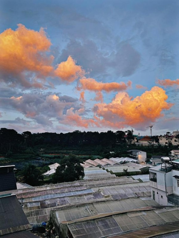 Con Mèo Béo Homestay Dalat: Thiên đường nghỉ dưỡng tại Đà Lạt