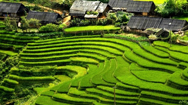 Tour trekking Sapa 1 ngày