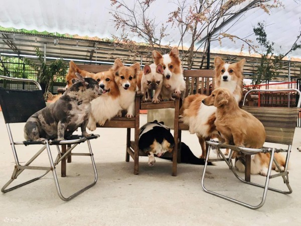 Tour Đà Lạt 4N3D Khám phá Thác Datanla - Langbiang - Puppy Farm - ROBINSON BEACH - đồi Vạn Hoa