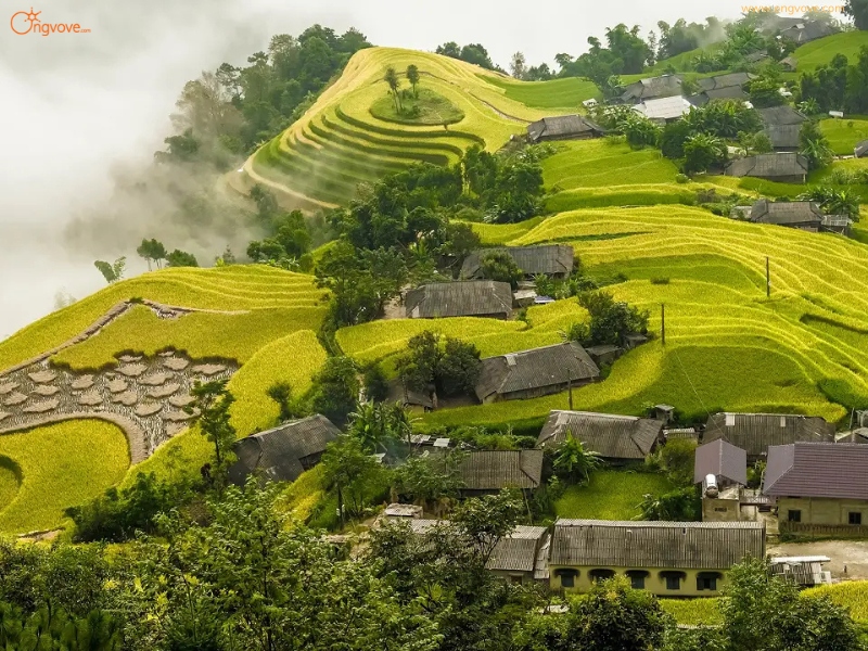 Tìm Hiểu Địa Điểm Thông Nguyên Trên Nền Tảng Ong Vò Vẽ