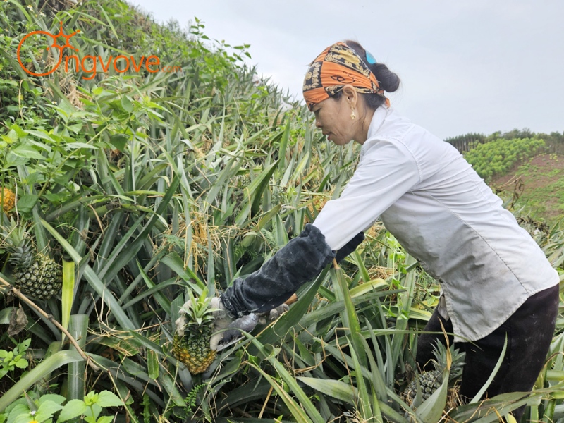 Cách Di Chuyển Đến Đồi Dứa Bảo Sơn