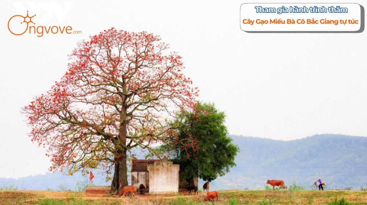 Tham gia hành trình thăm Cây Gạo Miếu Bà Cô Bắc Giang tự túc bên bờ sông Thương thơ mộng