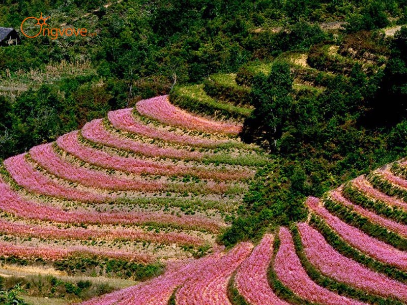 Lịch Sử Thung Lũng Sủng Là Hà Giang - “Chứng Nhân” Biến Đổi Của Thời Gian
