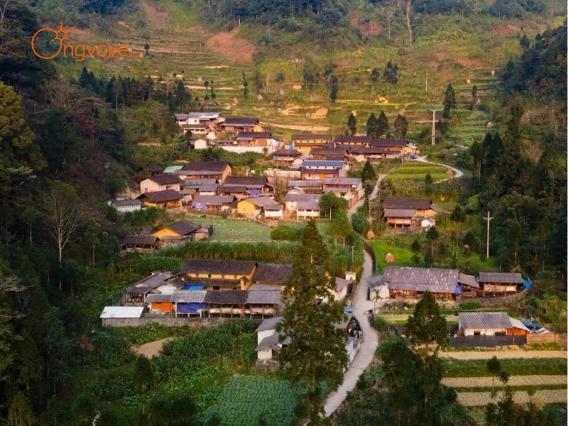 Bức Tranh Hoa Giới Muôn Màu: "Sắc Hương Chợ Phố"