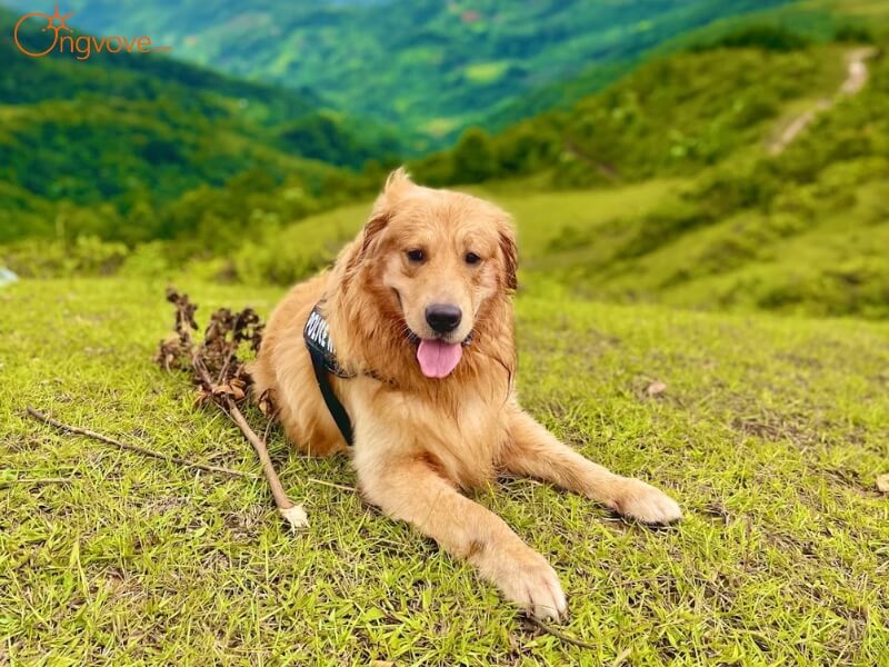 Kinh nghiệm khám phá cao nguyên cỏ Lủng Tráng