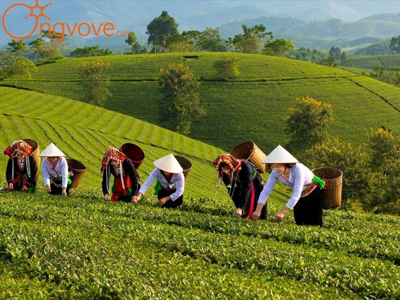 Các hoạt động du lịch tại Đồi chè Long Cốc