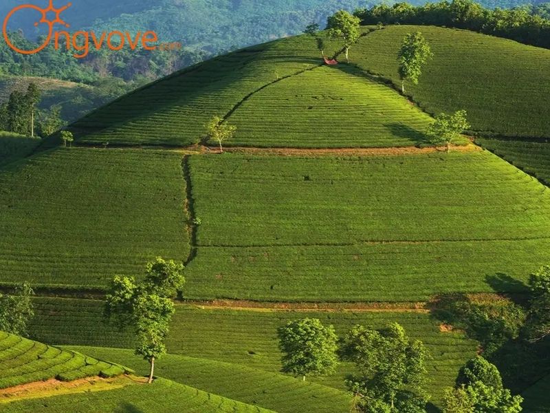 Giới thiệu về Đồi chè Long Cốc Phú Thọ