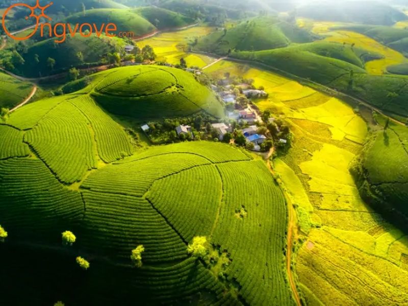 Lịch sử và văn hóa của Đồi chè Long Cốc
