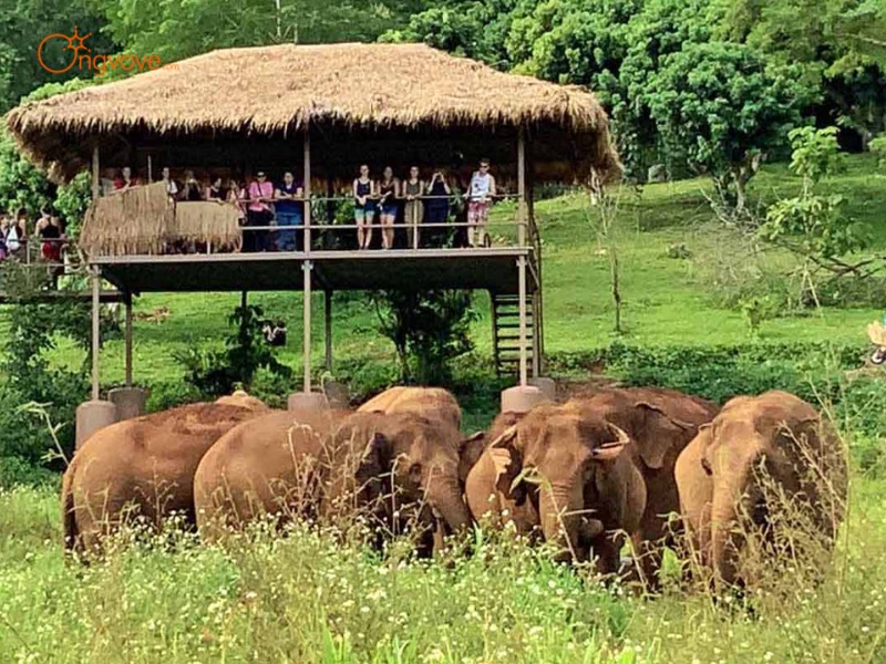 Elephant Nature Park