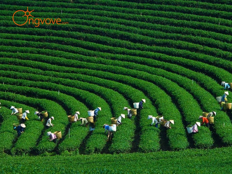 Mộc Châu - Sơn La