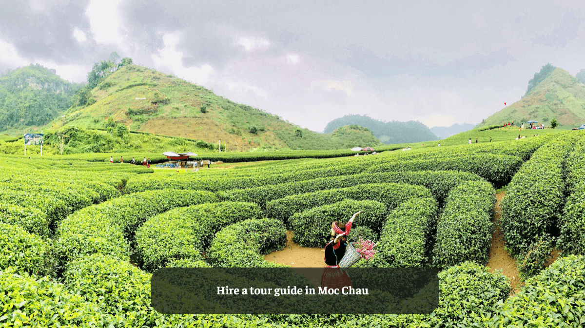 Hire a Tour Guide in Moc Chau: The Ultimate Travel Experience