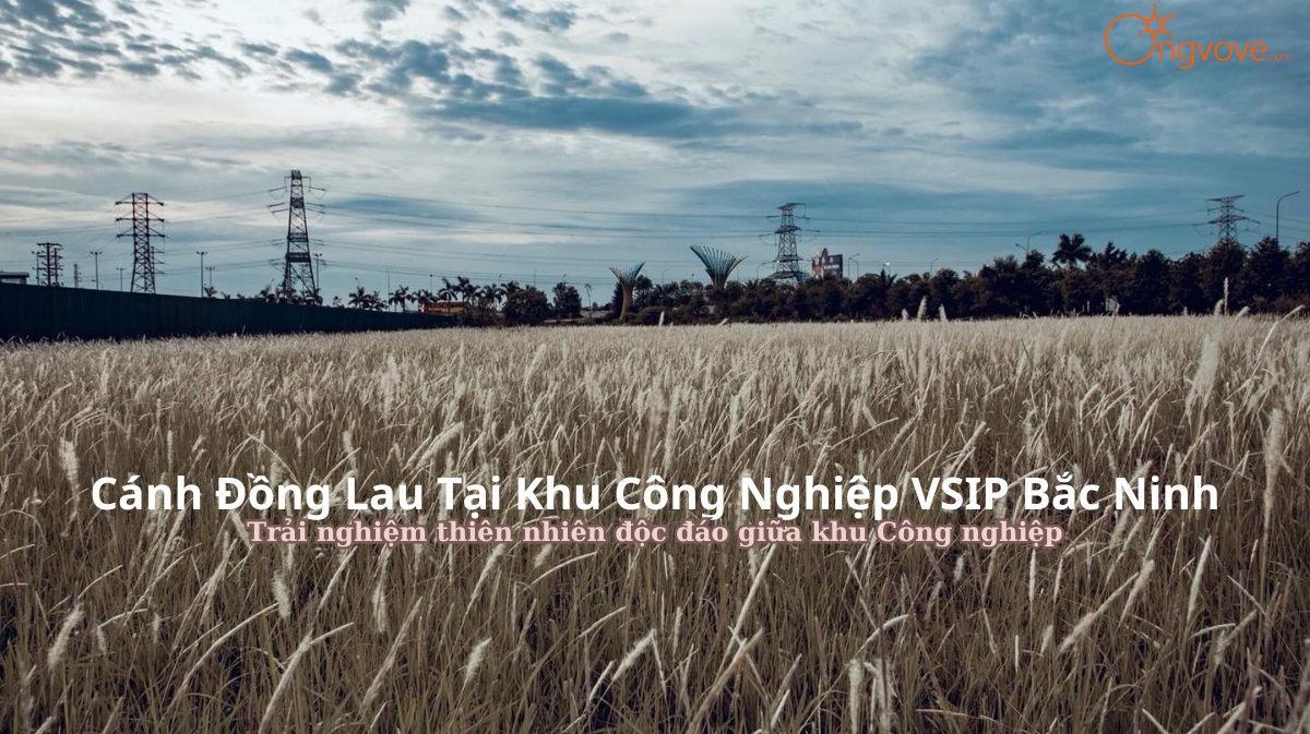 Cánh đồng Lau tại khu Công nghiệp VSIP Bắc Ninh tự túc: Trải nghiệm thiên nhiên độc đáo giữa khu Công nghiệp