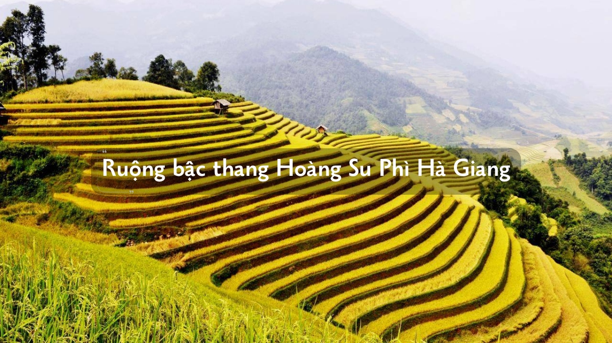 Ruộng Bậc thang Hoàng Su Phì: Kiệt tác thiên nhiên tại Hà Giang