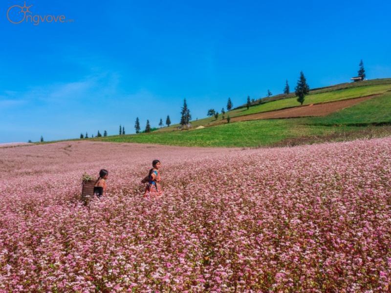 Những Mùa Hoa Rực Rỡ Chốn Cao Nguyên