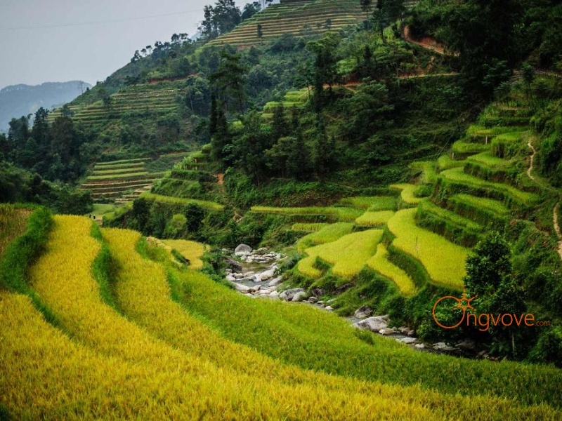 Kinh Nghiệm Du Lịch Ruộng Bậc Thang Hoàng Su Phì