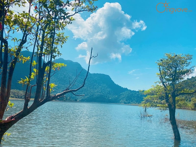 Sử dụng các dịch vụ du lịch "Rừng Thông Yên Minh Hà Giang tự túc" tại nền tảng Ong Vò Vẽ Travel