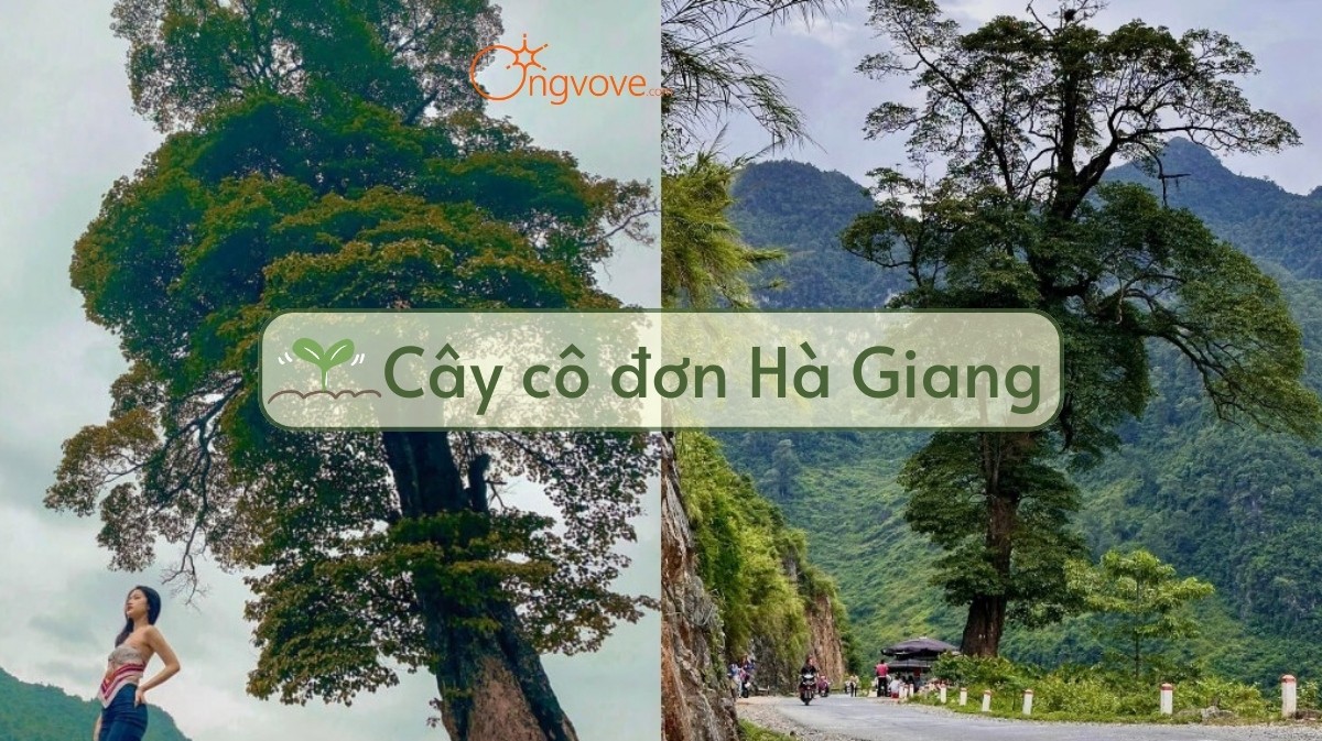 Khám phá cây cô đơn Hà Giang tự túc: Điểm check-in hấp dẫn!