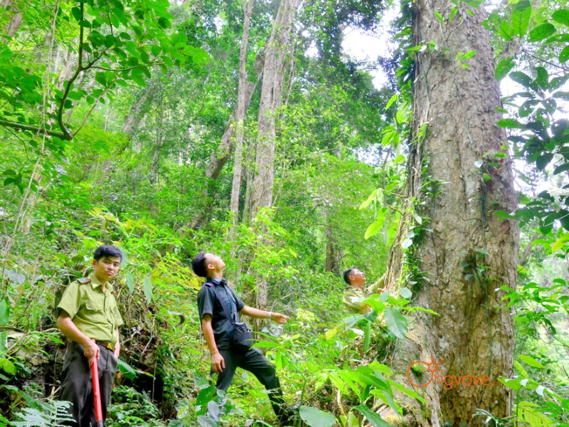 Trekking khám phá rừng nguyên sinh