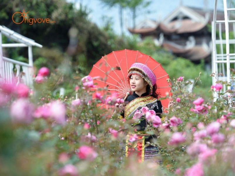 Các Loại Hình Thuê hướng dẫn viên đi Vườn hoa hồng cổ Sa Pa