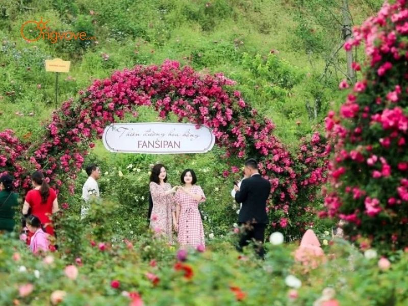 Người dẫn đường vườn hoa hồng cổ