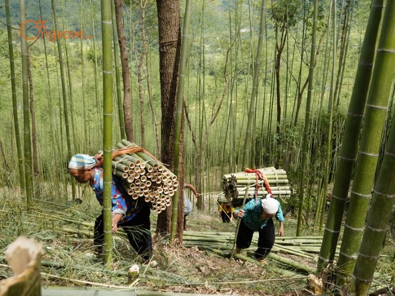 Những Tiêu Chí Cần Lưu Ý Khi Tìm kiếm và Thuê hướng dẫn viên