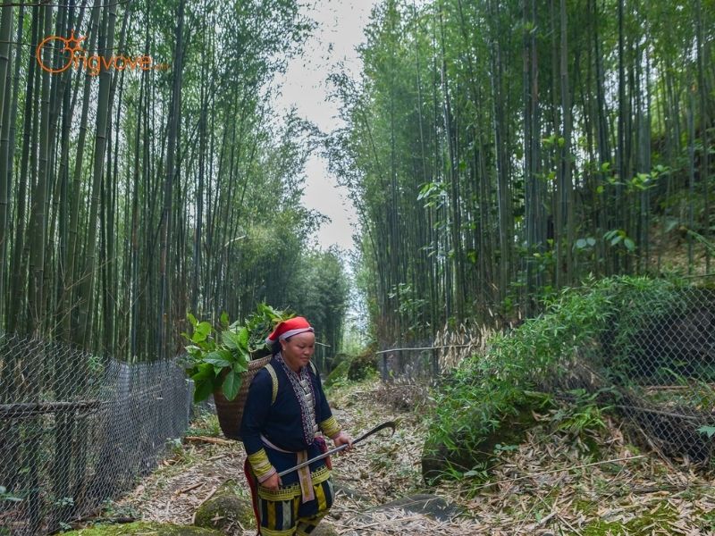 Tại Sao Bạn Nên Cần Thuê hướng dẫn viên Khi Đến Rừng trúc Sa Pa?