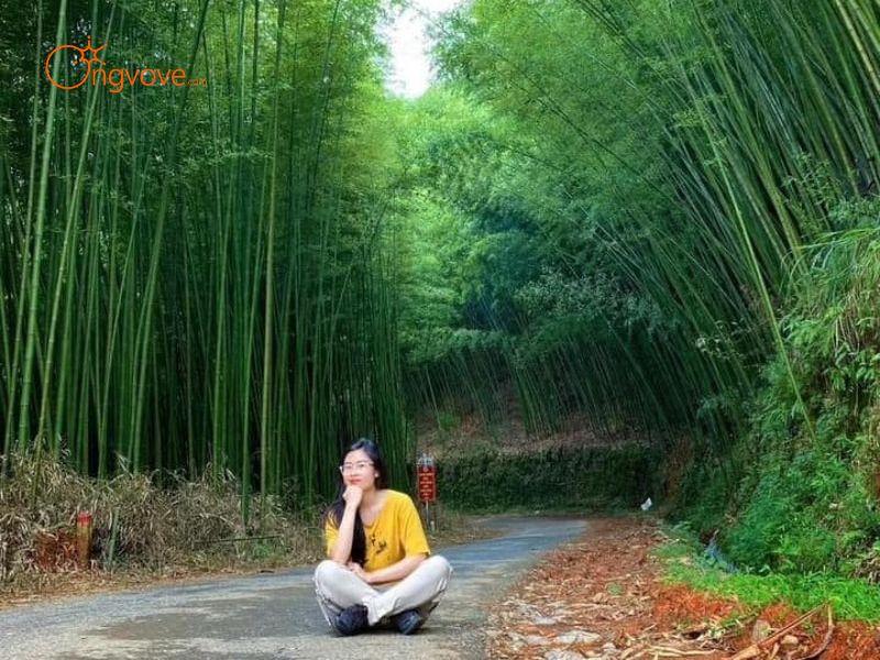Thuê hướng dẫn viên đi Rừng trúc Sa Pa Trên Nền Tảng Ong Vò Vẽ Travel