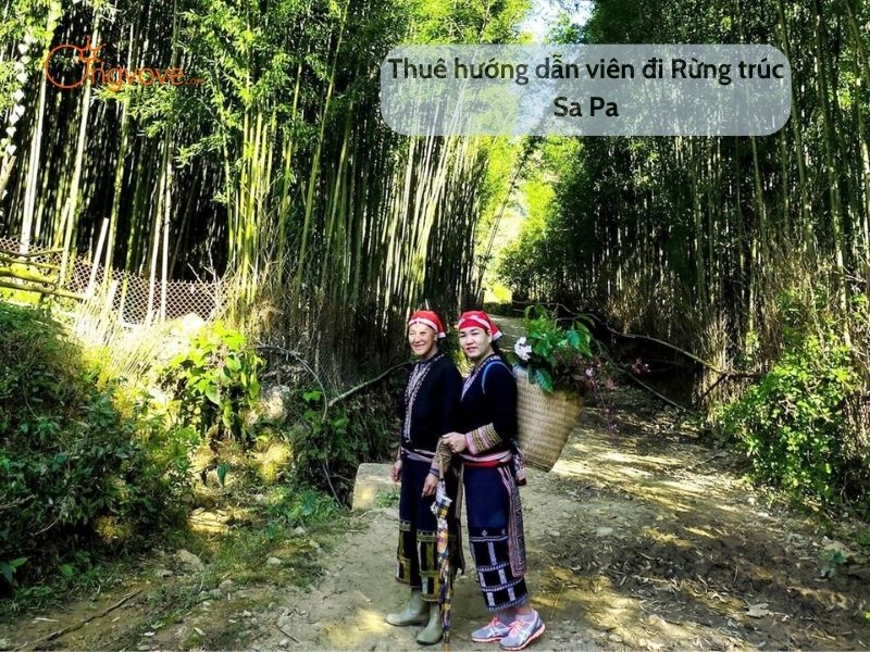 Thuê hướng dẫn viên đi Rừng trúc Sa Pa
