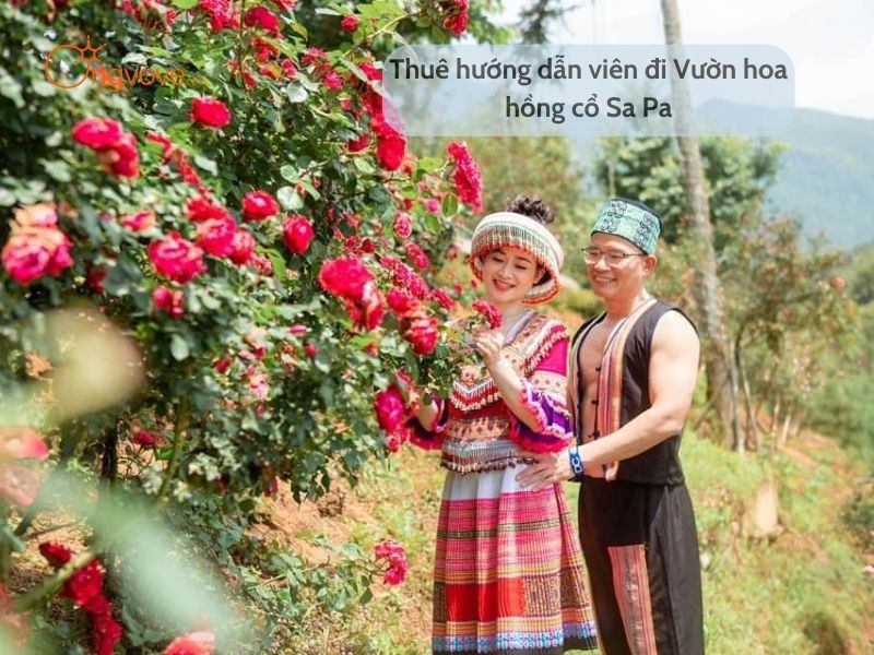 Thuê hướng dẫn viên đi Vườn hoa hồng cổ Sa Pa