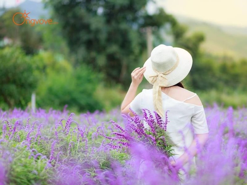 Các Loại Hình Thuê hướng dẫn viên Đi Thung lũng hoa Bắc Hà