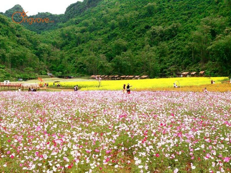 Kinh nghiệm du lịch Thung lũng hoa Bắc Hà có hướng dẫn viên