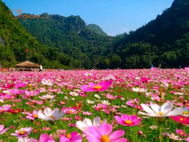 Tại Sao Bạn Nên Cần thuê hướng dẫn viên Khi Đến Thung lũng hoa Bắc Hà?