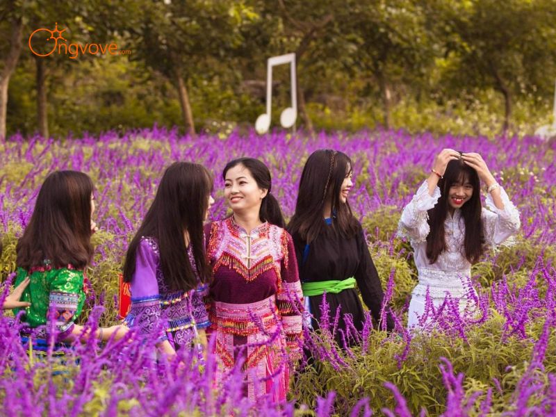 Thuê hướng dẫn viên Đi Thung lũng hoa Bắc Hà Trên Nền Tảng Ong Vò Vẽ Travel