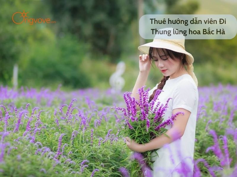 Thuê hướng dẫn viên Đi Thung lũng hoa Bắc Hà