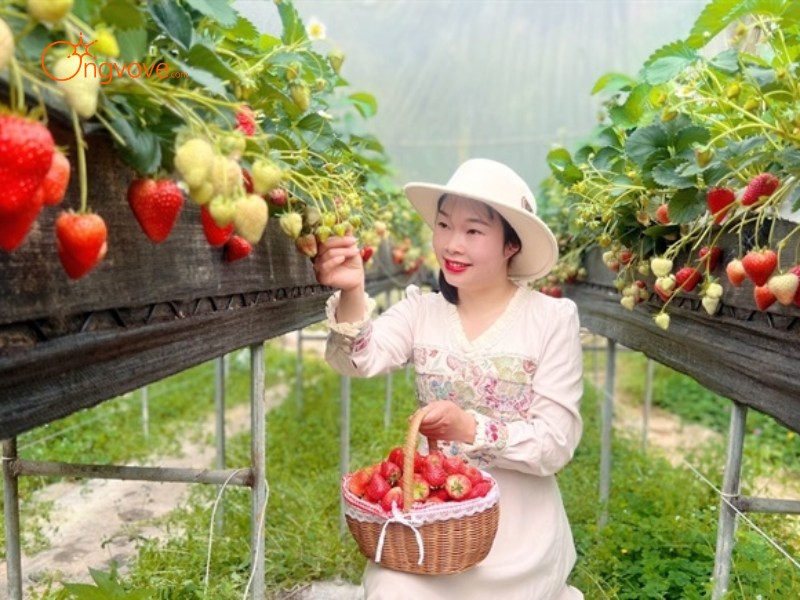 Những Tiêu Chí Cần Lưu Ý Khi Thuê Hướng dẫn viên tại Các trang trại nông nghiệp kết hợp du lịch