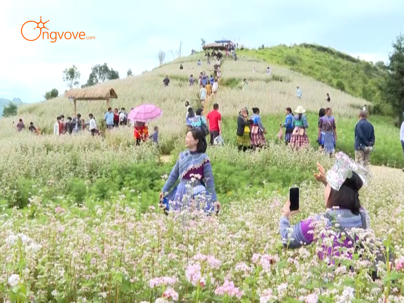 Thuê Hướng dẫn viên đi Thung lũng hoa tam giác mạch Si Ma Cai