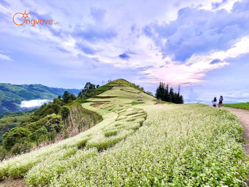 Những Tiêu Chí Cần Lưu Ý Khi Thuê Hướng dẫn viên tại Thung lũng hoa tam giác mạch Si Ma Cai