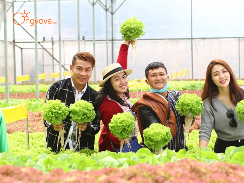 Các Loại Hình Thuê Hướng dẫn viên tại Đi Tham quan các trang trại trồng rau và hoa công nghệ cao Lào Cai