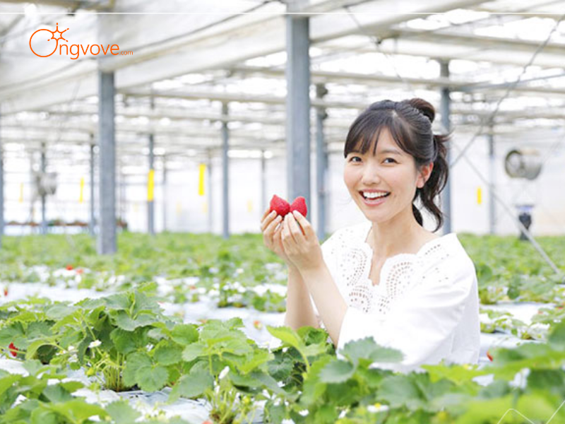 Lợi Ích Khi Thuê Hướng dẫn viên tại Đi Tham quan các trang trại trồng rau và hoa công nghệ cao Lào Cai