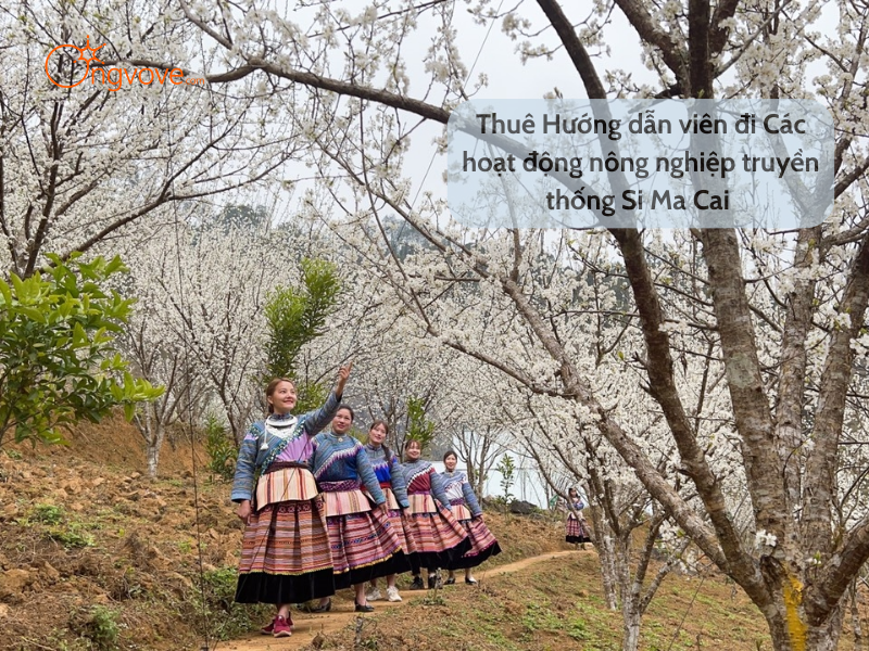 Thuê Hướng dẫn viên đi Các hoạt động nông nghiệp Si Ma Cai