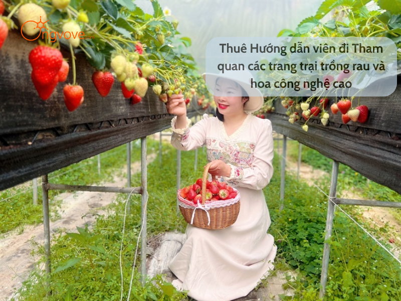 Thuê Hướng dẫn viên đi tham quan các trang trại trồng rau và hoa công nghệ cao Lào Cao