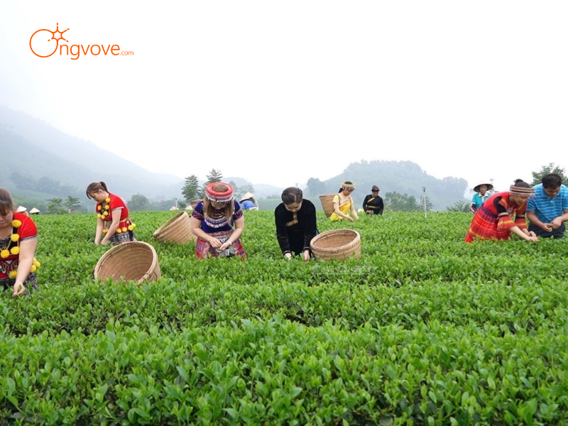 Những Tiêu Chí Cần Lưu Ý Khi Thuê Hướng dẫn viên tại Thôn Dần Thàng Văn Bàn Lào Cai