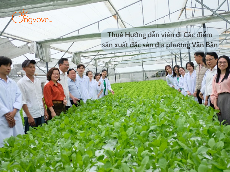 Thuê Hướng dẫn viên đi Các điểm sản xuất đặc sản địa phương Văn Bàn