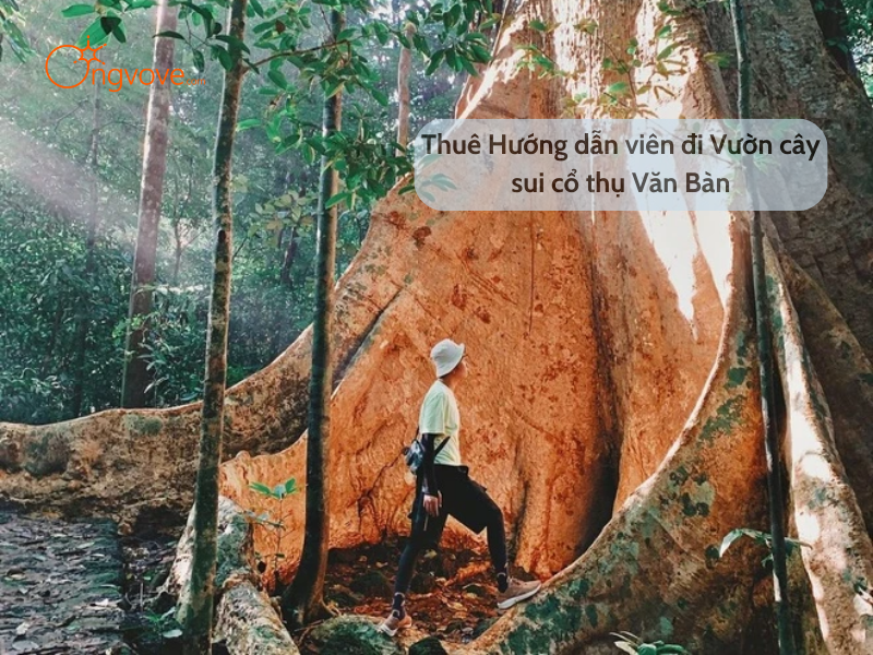 Thuê Hướng dẫn viên đi Vườn cây sui cổ thụ Văn Bàn