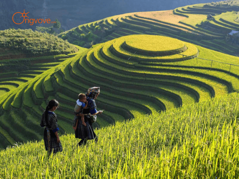 Thuê Hướng dẫn viên tại Thôn Dần Thàng Văn Bàn Lào Cai Trên Nền Tảng Ong Vò Vẽ Travel